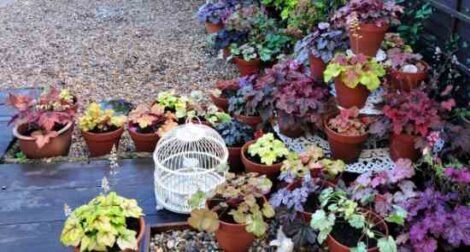 Regional Herb Gardeners: Garden Decorations, Herb Catalogs and Seasonal Planting Image